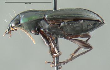 Media type: image;   Entomology 600332 Aspect: habitus lateral view